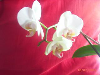Mi phalaenopsis